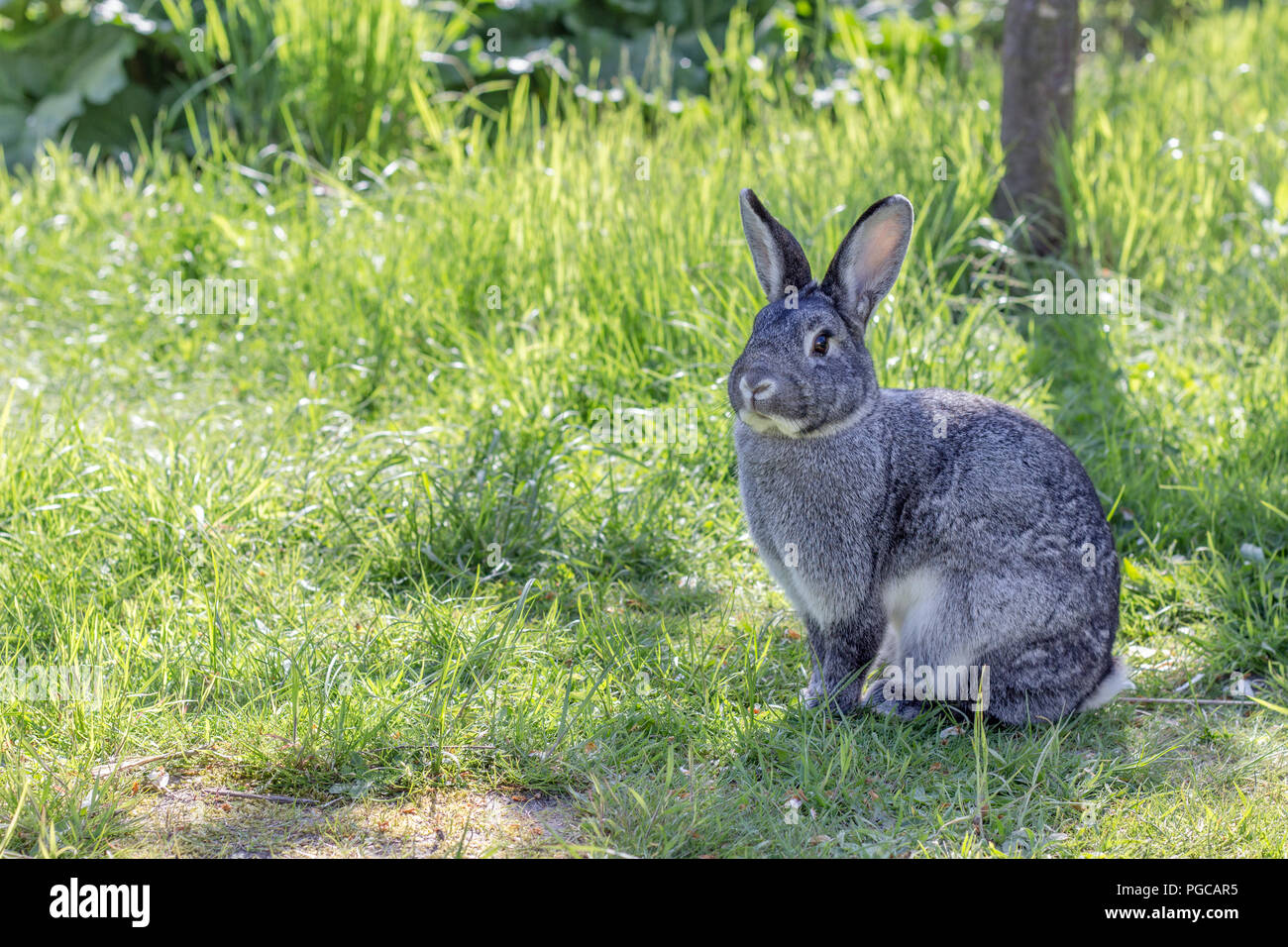 Cute gray hi-res stock photography and images - Alamy