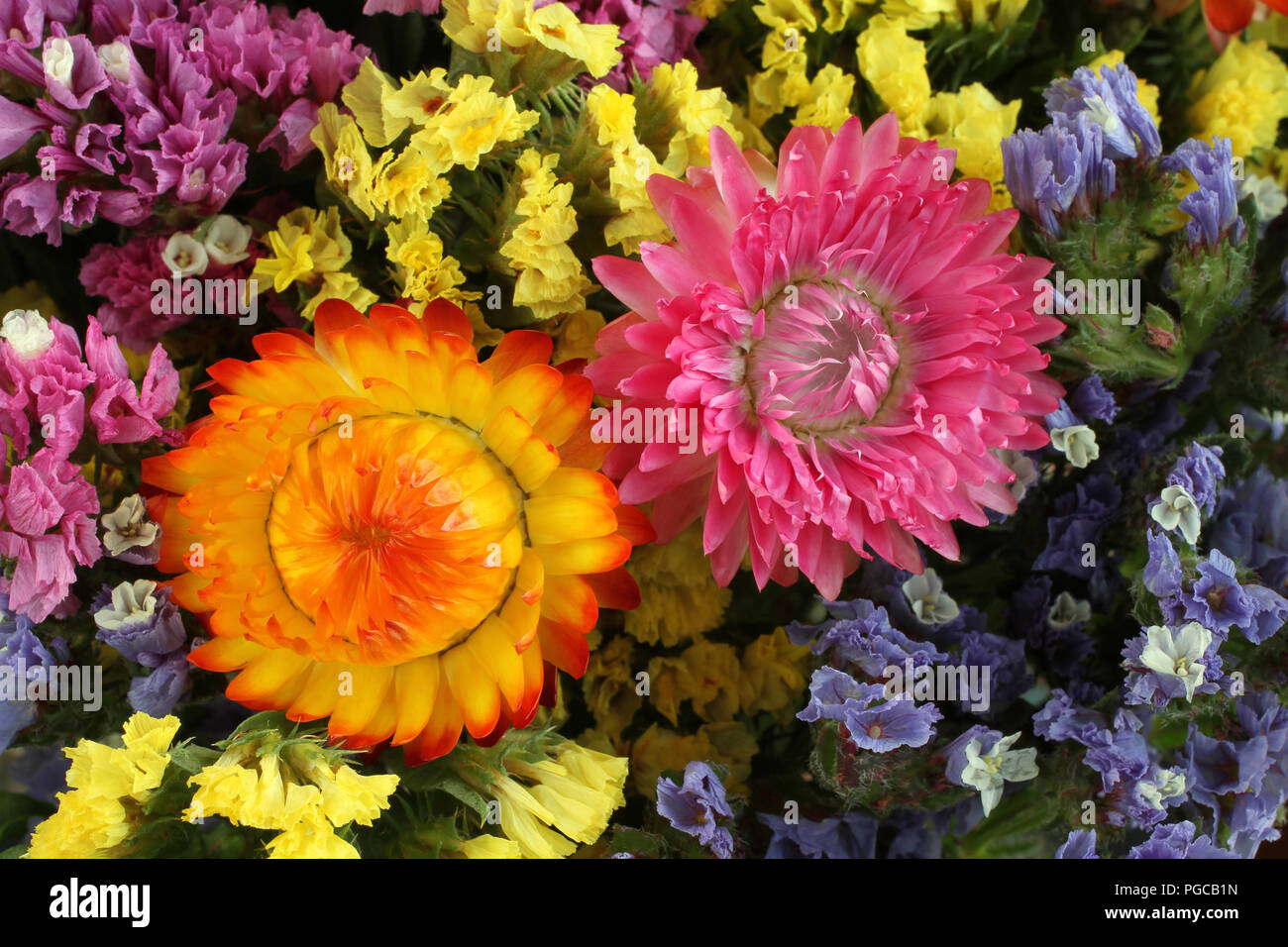 Colorful Statice (Limonium) and Helichrysum flowers background Stock Photo