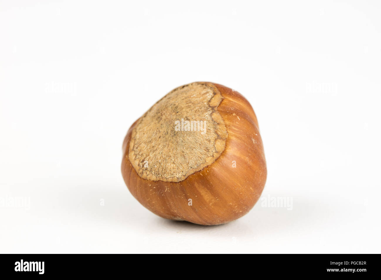 Hazelnuts in shell on a kitchen table. Hazel fruit as an addition to ...