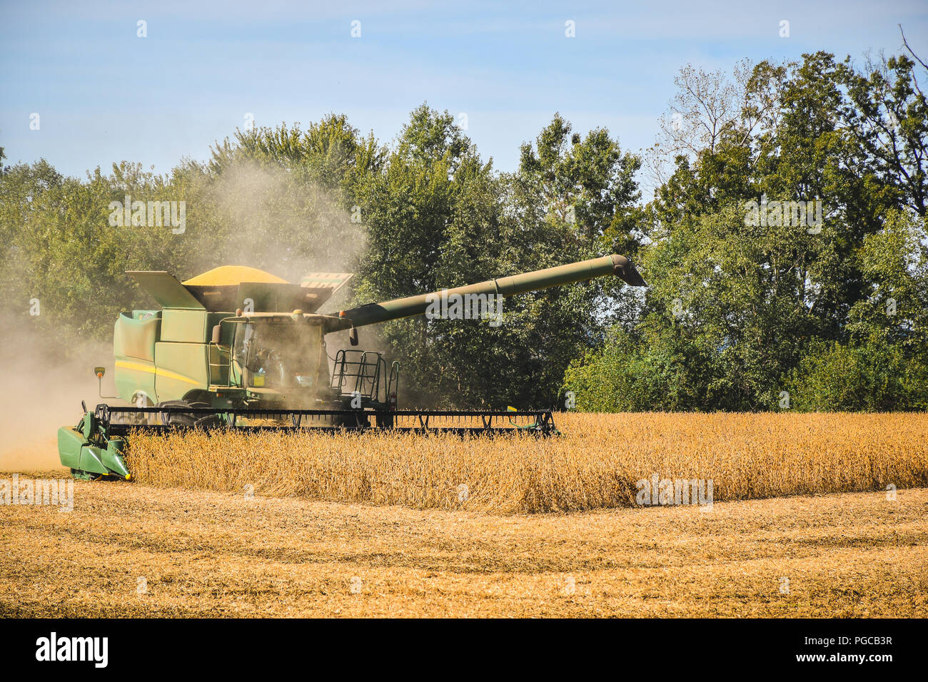 harvesting soybeans in a field with combine Stock Photo Alamy