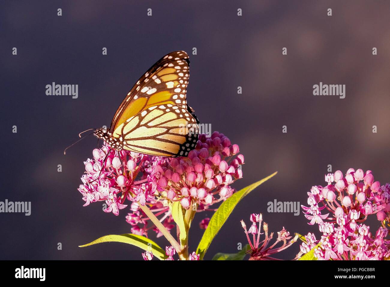A beautiful monarch butterfly with its wings up enjoying the succulent nectar of swamp milkweed at Yates Mill County Park in Raleigh North Carolina Stock Photo