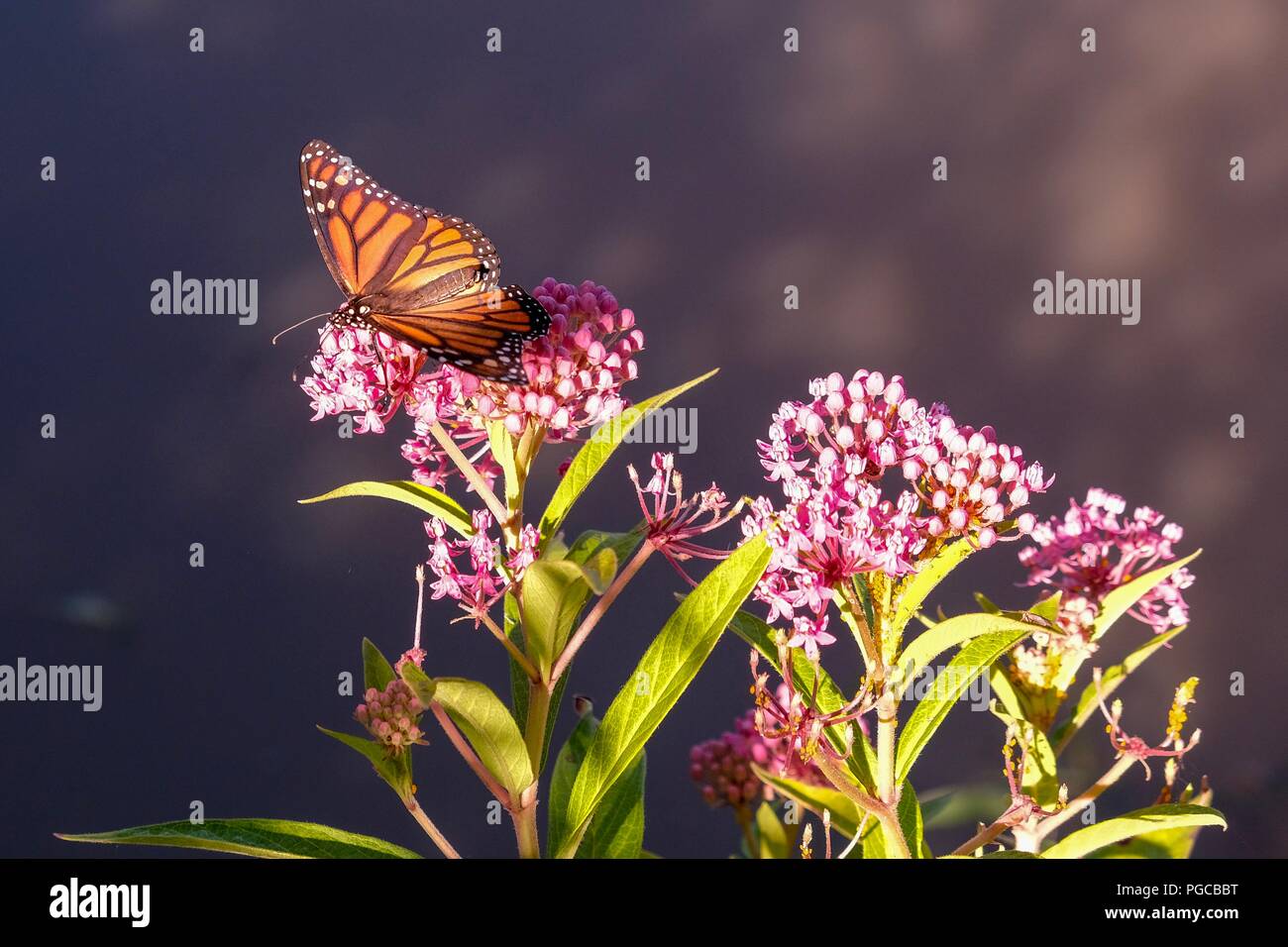 A beautiful monarch butterfly feasts on the succulent nectar of swamp milkweed at Yates Mill County Park in Raleigh North Carolina Stock Photo
