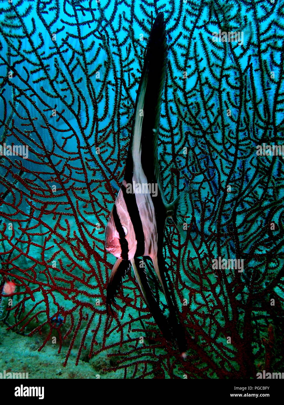 The beauty of underwater world in Sabah. Stock Photo