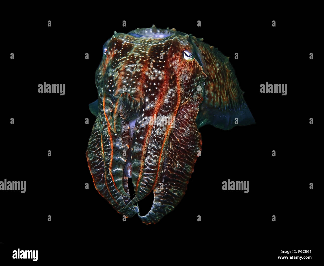 The beauty of underwater world in Sabah. Stock Photo