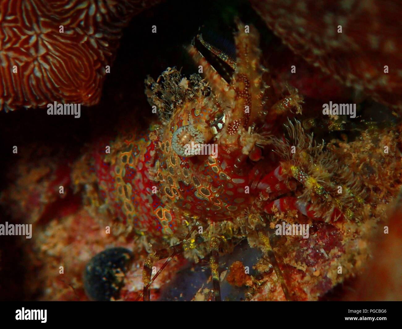The beauty of underwater world in Sabah. Stock Photo