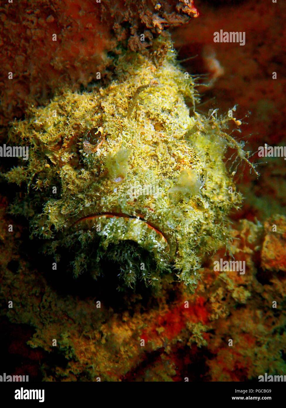 The beauty of underwater world in Sabah. Stock Photo