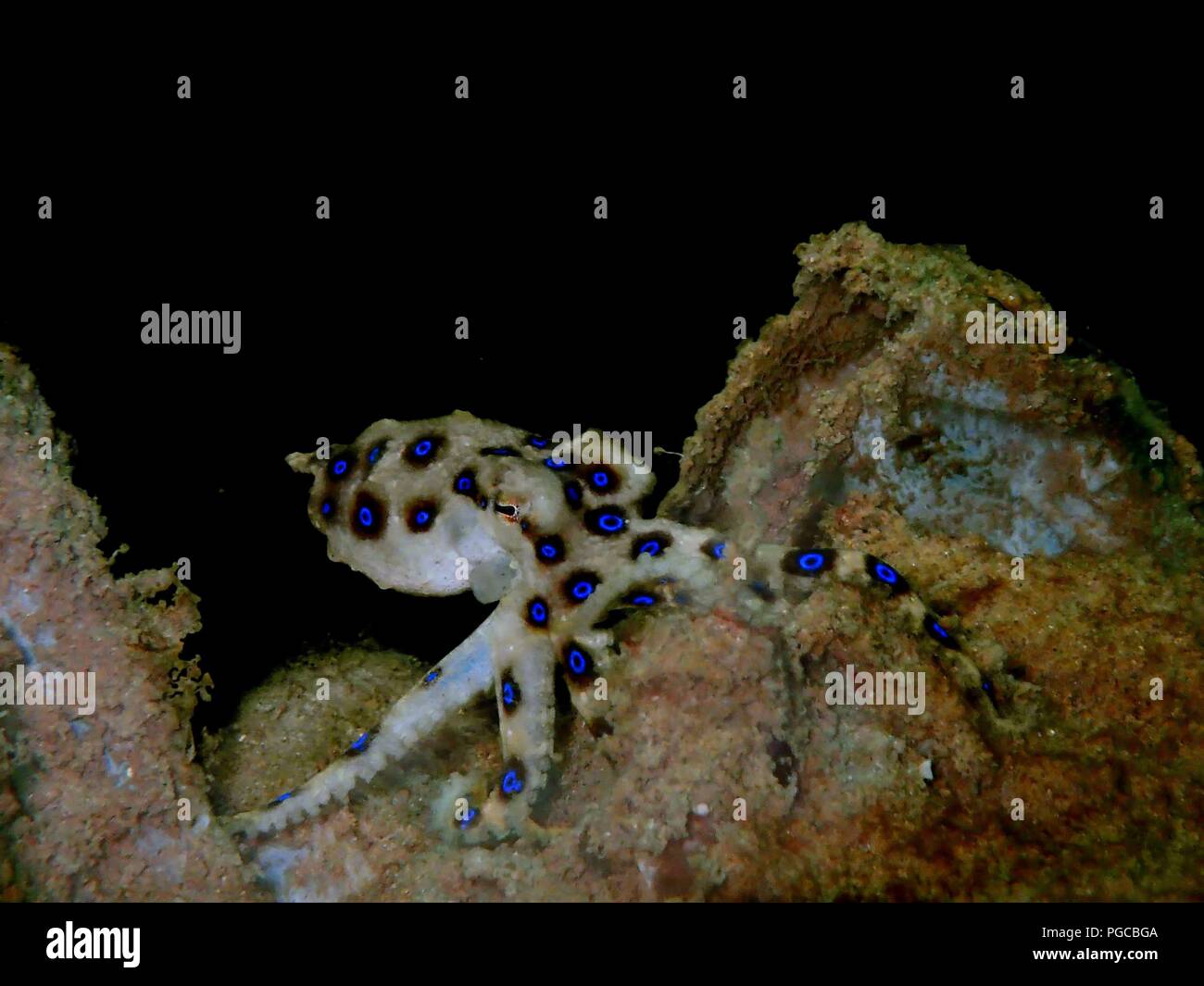 The beauty of underwater world in Sabah. Stock Photo