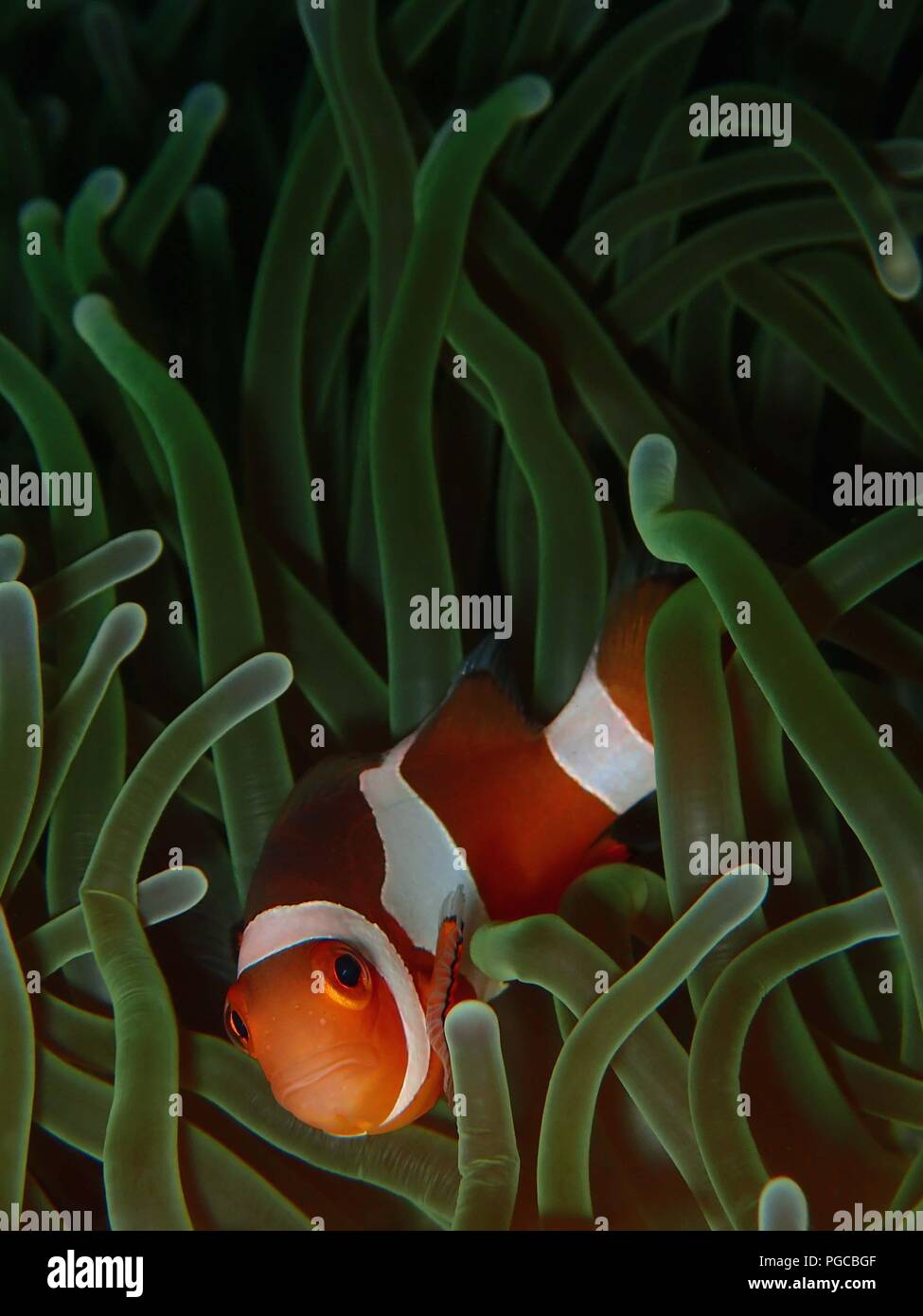 The beauty of underwater world in Sabah. Stock Photo