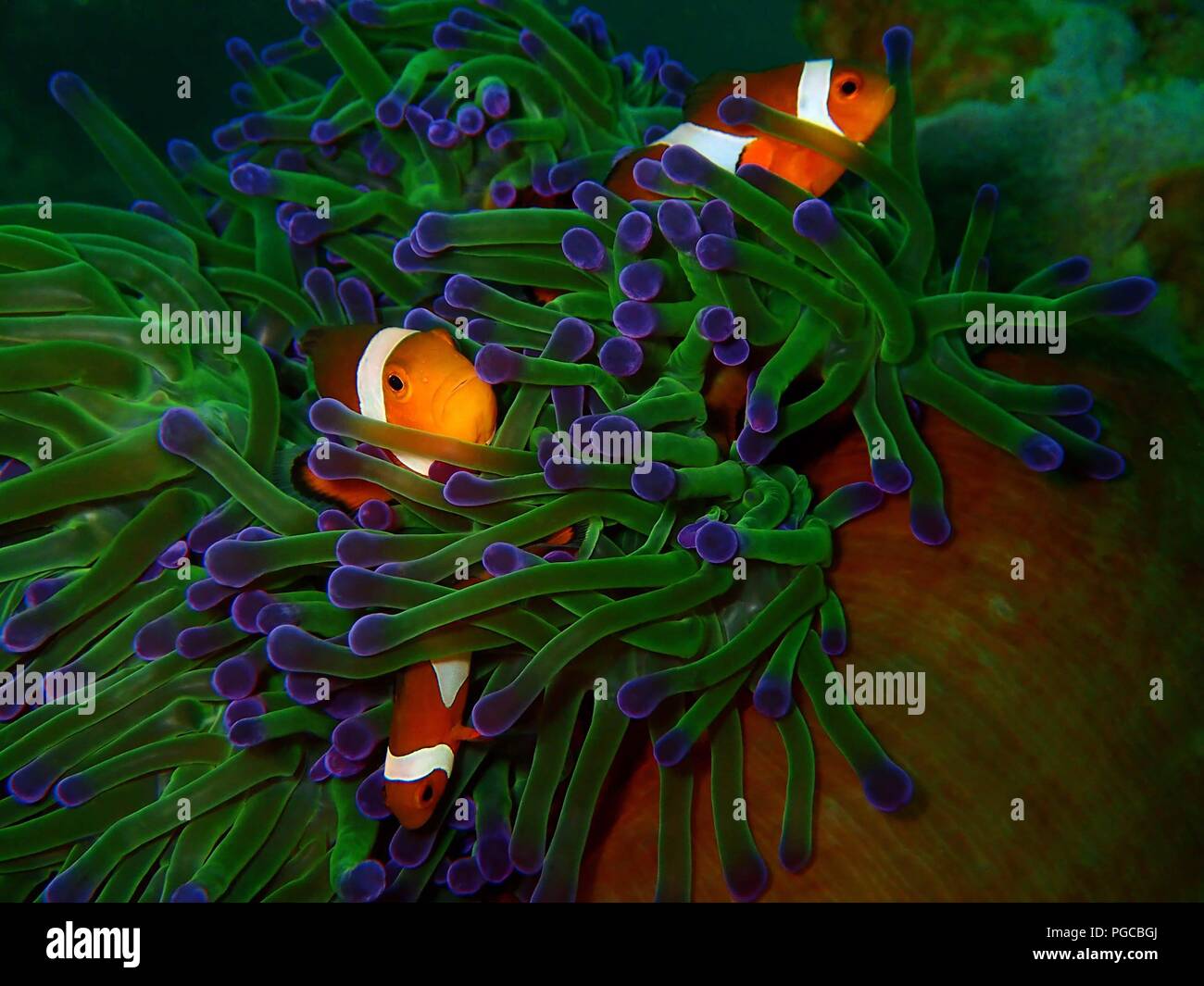 The beauty of underwater world in Sabah. Stock Photo