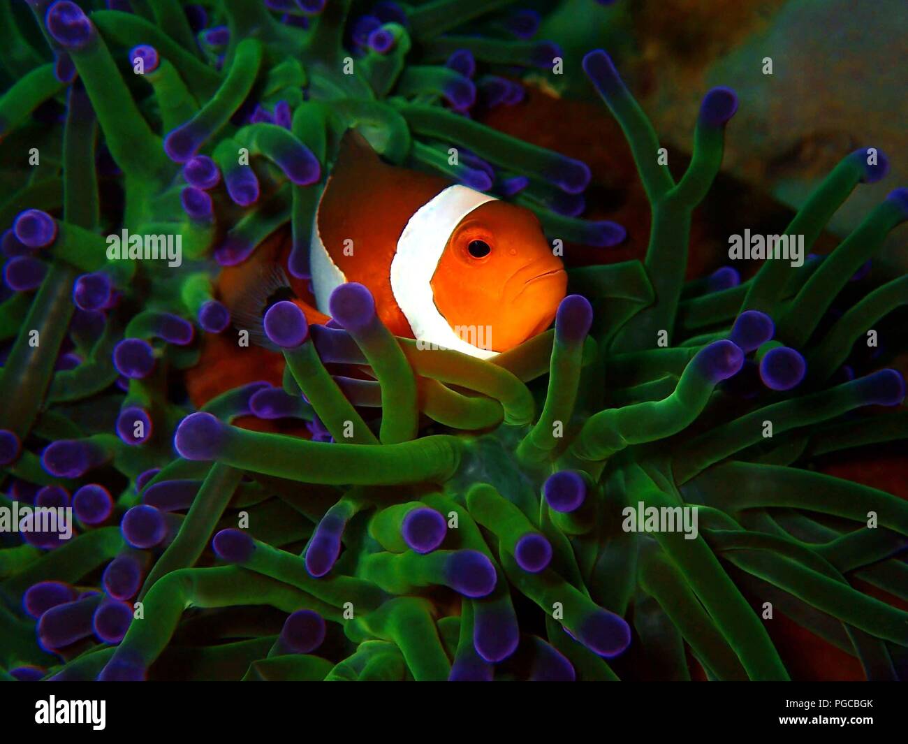 The beauty of underwater world in Sabah. Stock Photo