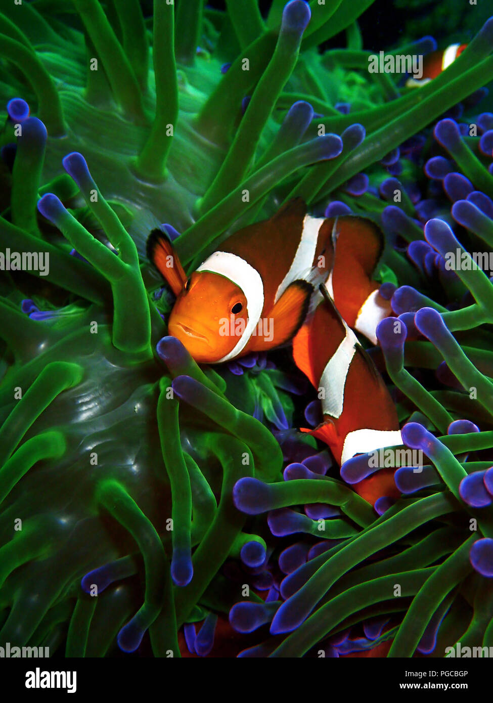 The beauty of underwater world in Sabah. Stock Photo