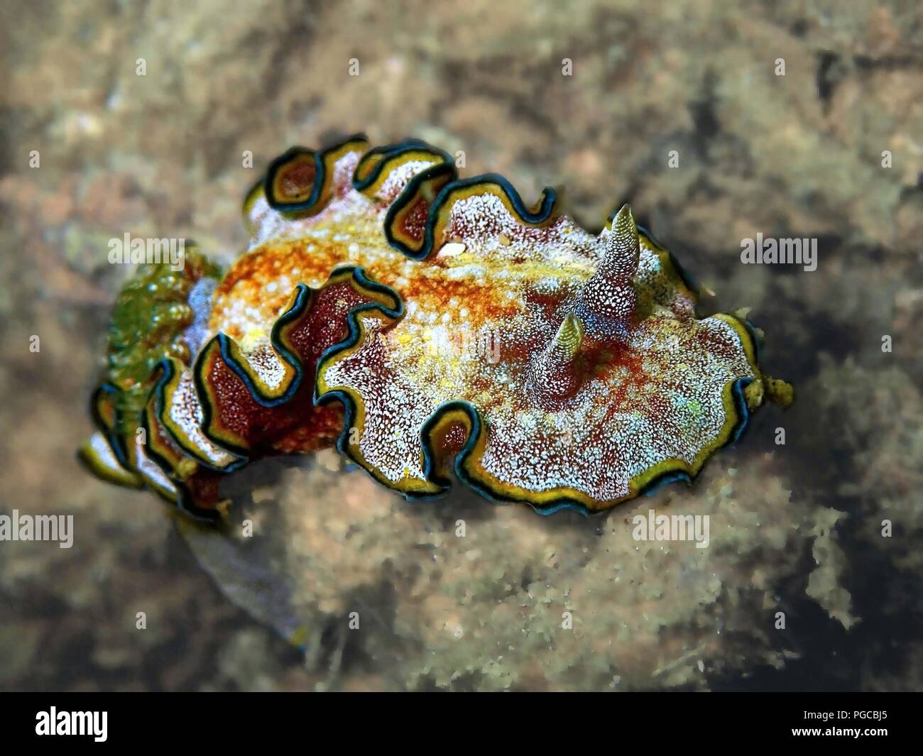 The beauty of underwater world in Sabah. Stock Photo