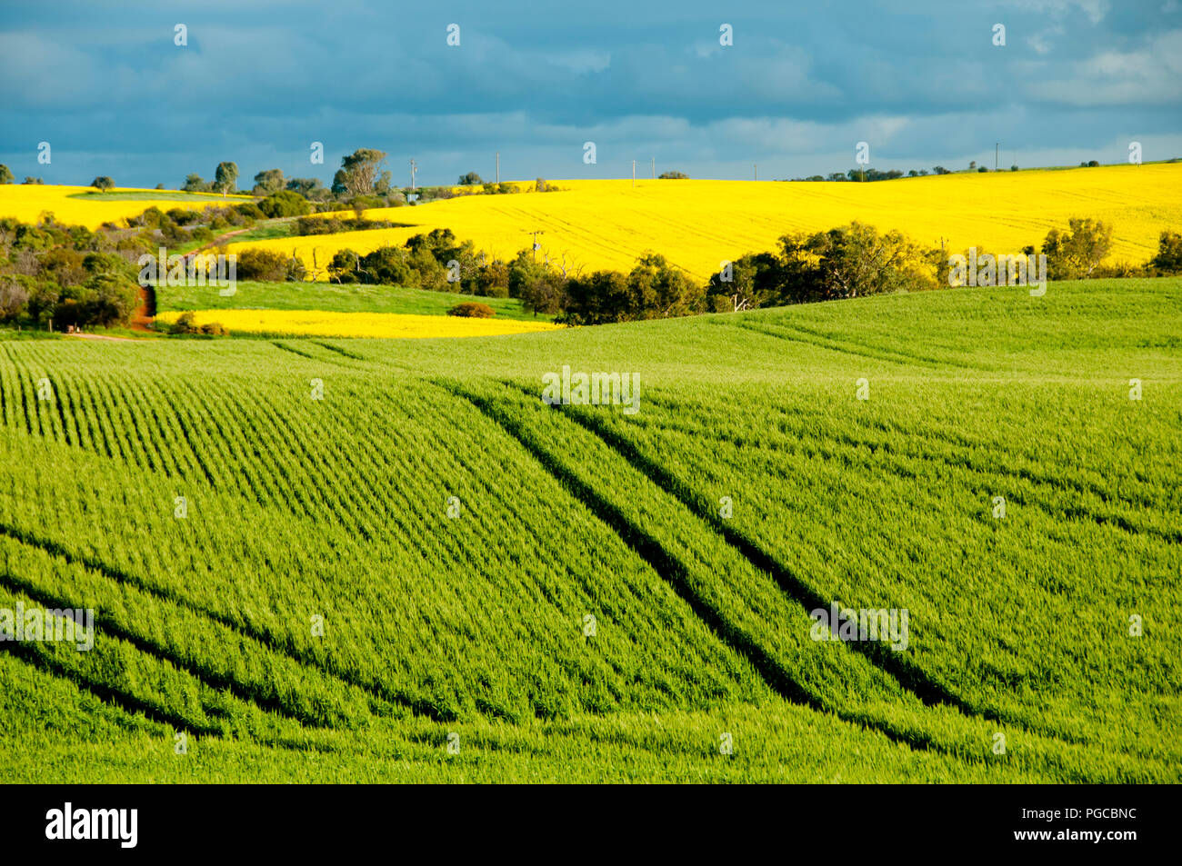 Rapeseed & Wheat Fields in the Mid West - Western Australia Stock Photo ...