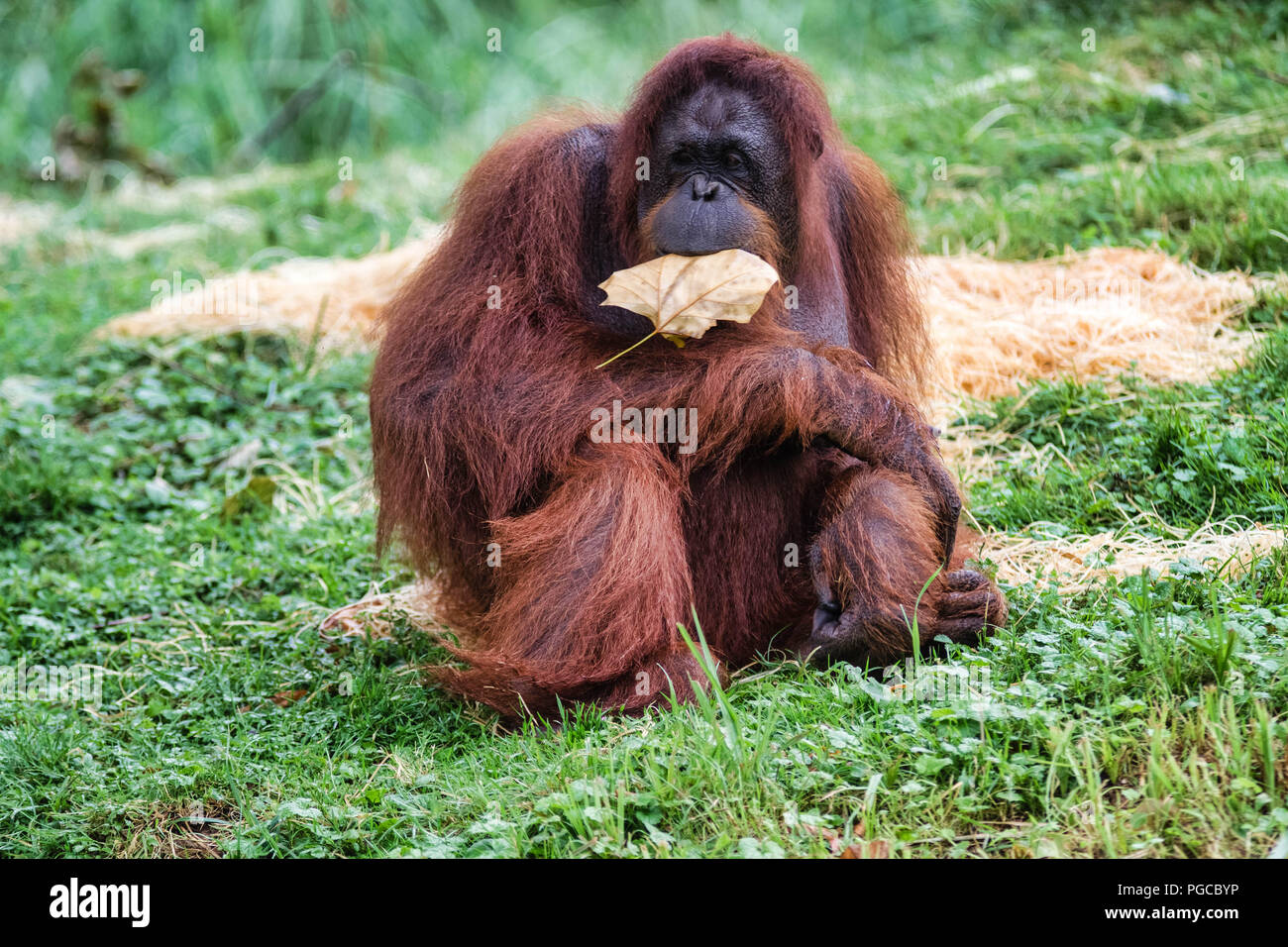 L'orang-outan est le plus gros mammifère arboricole, le seul des grands singes à passer sa vie entière dans les arbres. Stock Photo