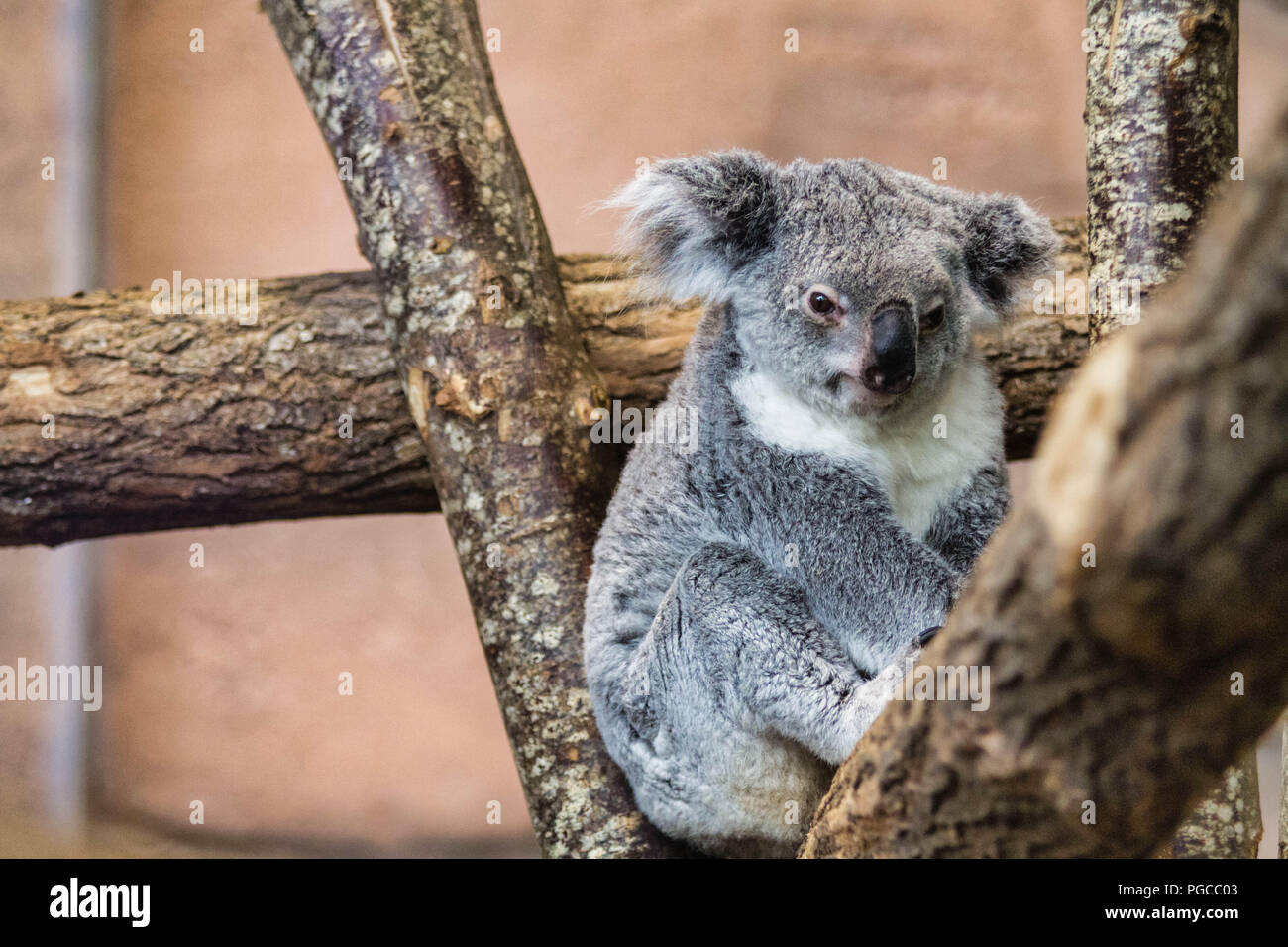 Le koala (Phascolarctos cinereus), appelé aussi Paresseux australien, est une espèce de marsupial arboricole herbivore endémique d'Australie et le seu Stock Photo