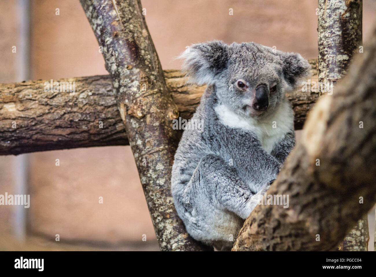 Le koala (Phascolarctos cinereus), appelé aussi Paresseux australien, est une espèce de marsupial arboricole herbivore endémique d'Australie et le seu Stock Photo