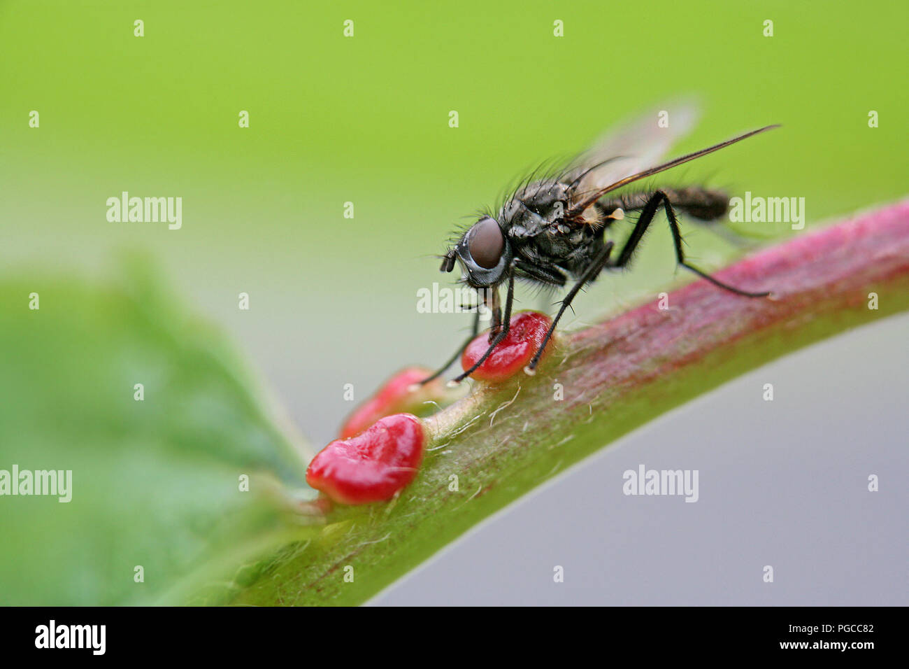 Baird Fly Insect Fly insects in natural hi-res stock photography and images - Alamy