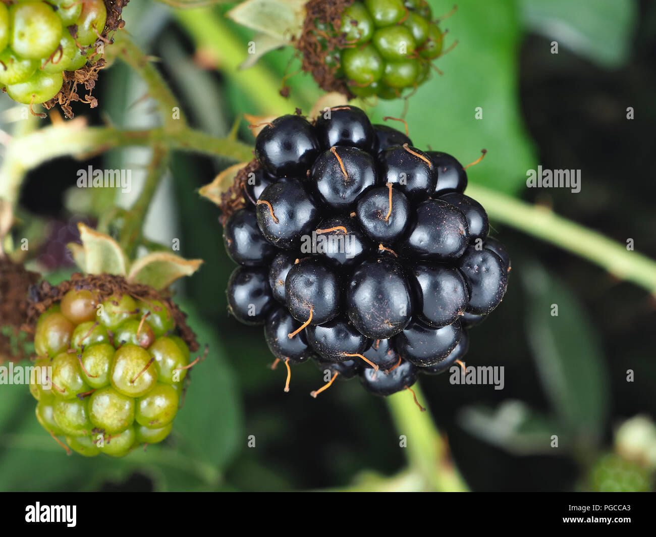 Rubus armeniacus, the Himalayan blackberry, ripe berry with several green unripe berries in the background Stock Photo