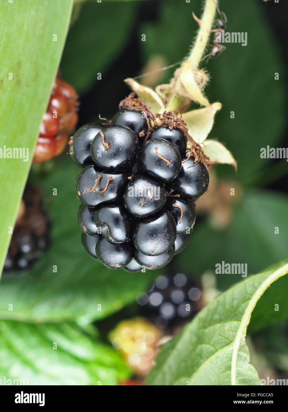 Wild Rubus armeniacus, the Himalayan blackberry berries Stock Photo