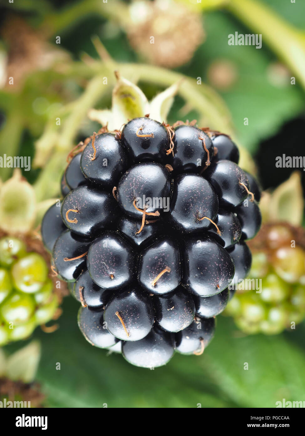Rubus armeniacus, the Himalayan blackberry - invasive species in Pacific Northwest Stock Photo
