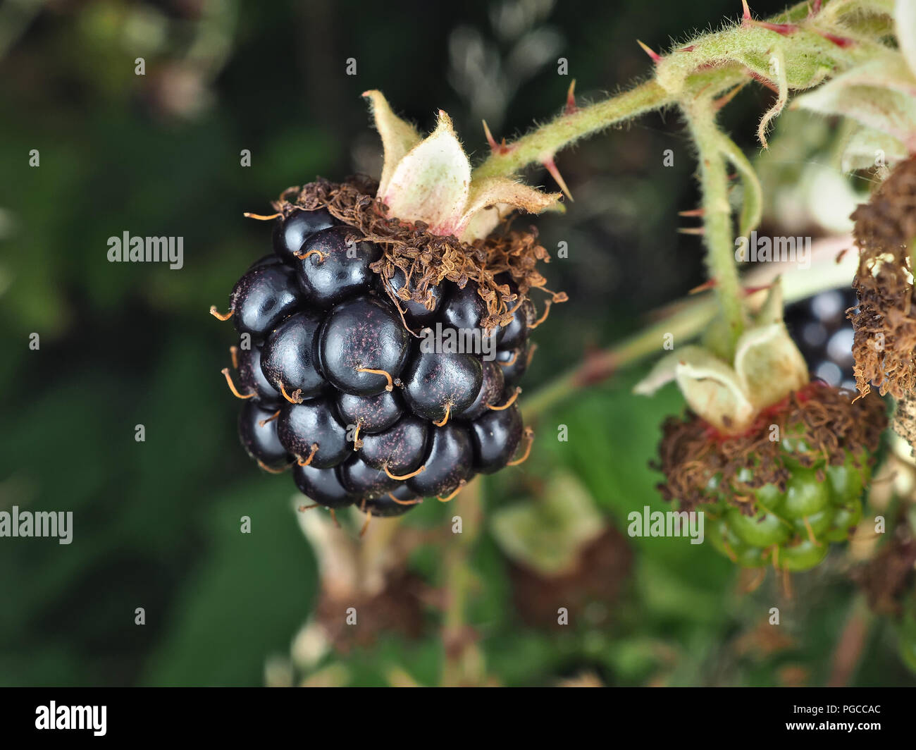 Rubus armeniacus, the Himalayan blackberry Stock Photo
