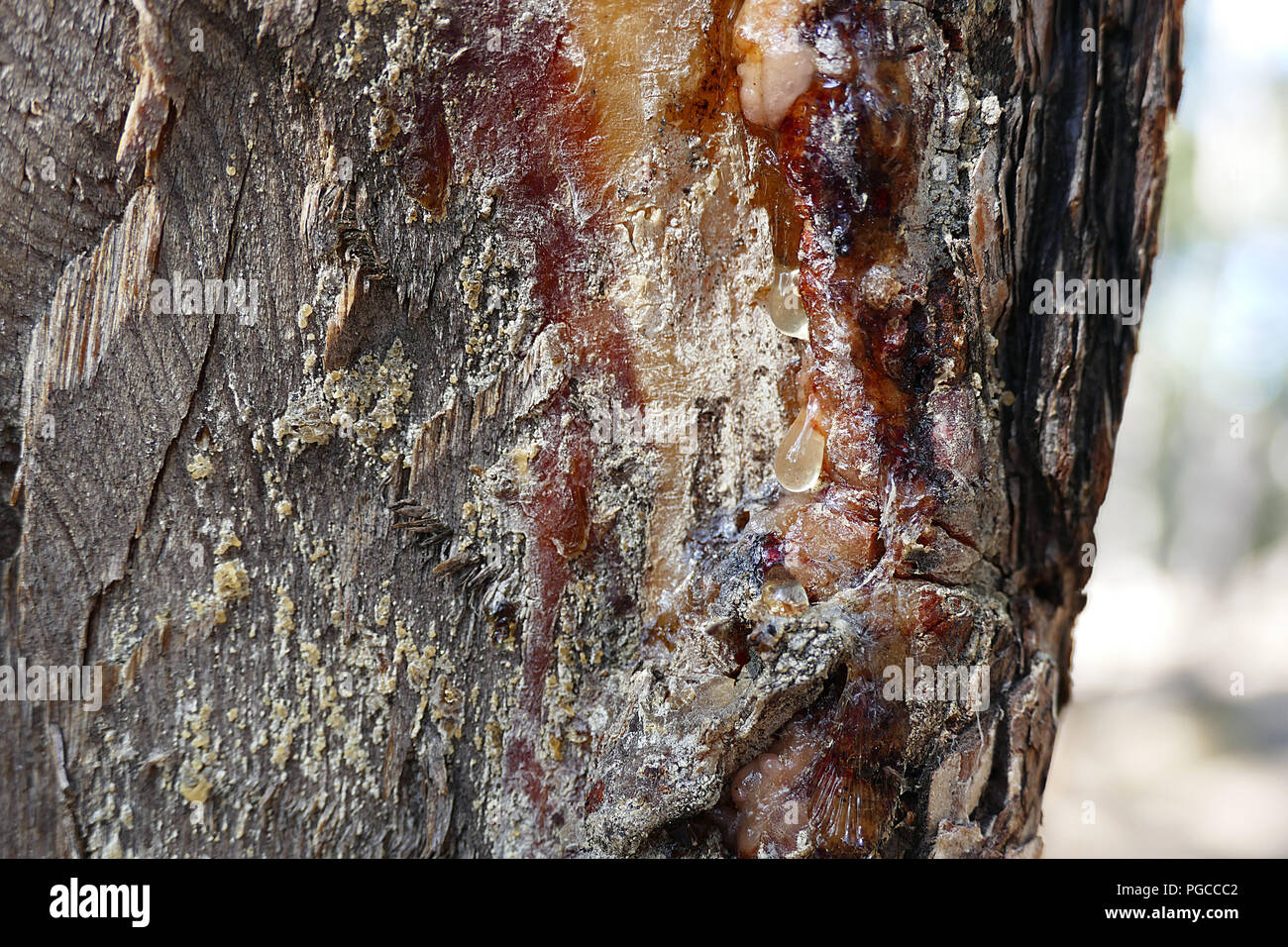 pine tree and flammable gum liquor Stock Photo Alamy