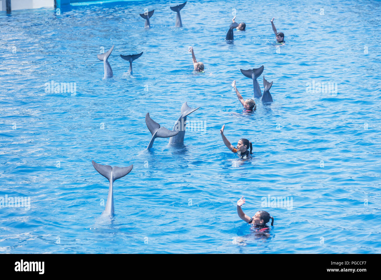 Dolphins and their instructors saying goodbye, Oceanographic, City of Arts and Sciences, Valencia, Comunidad Autonoma de Valencia, Spain Stock Photo