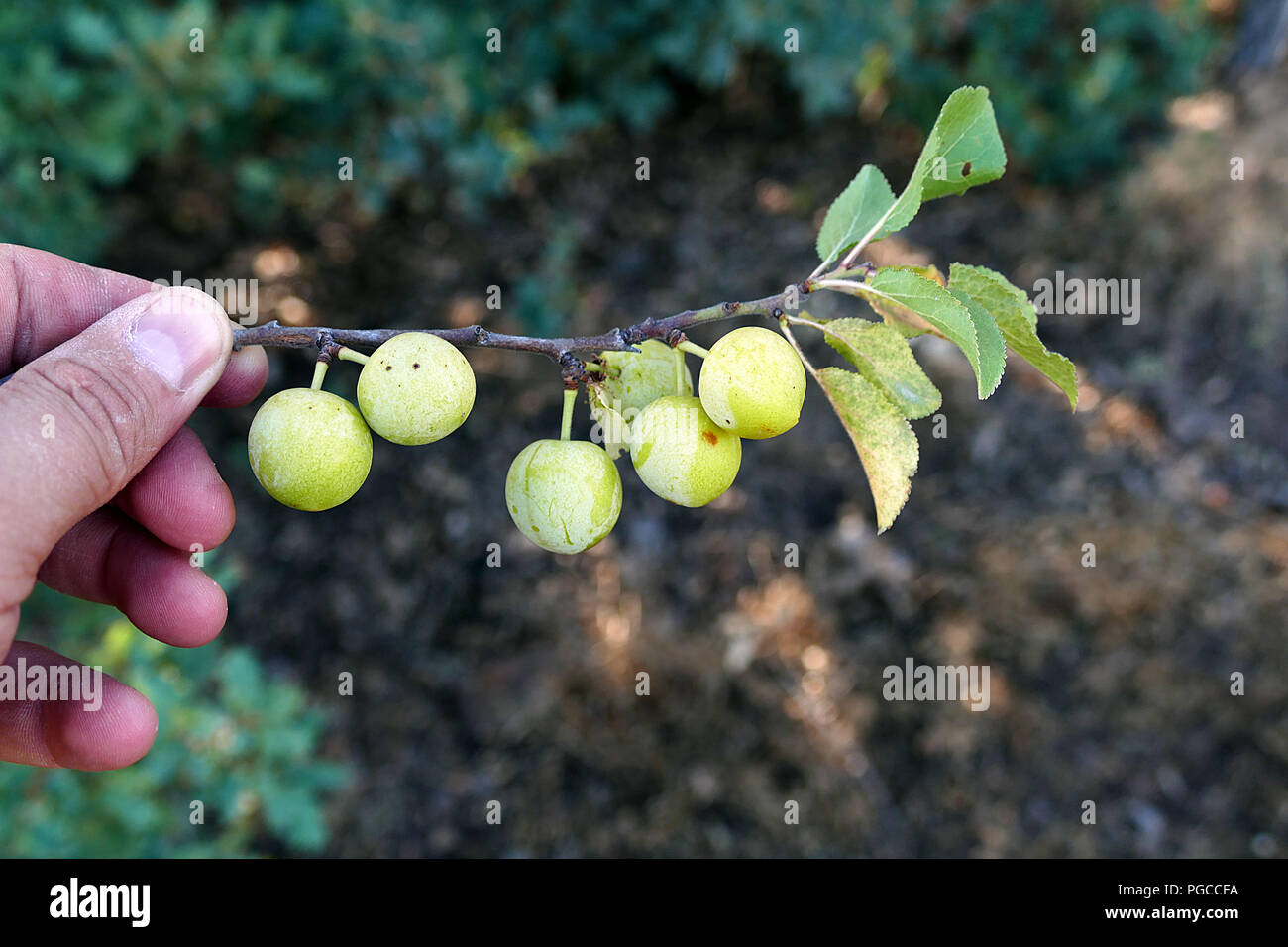 Jackal Berry Tree High Resolution Stock Photography and Images - Alamy