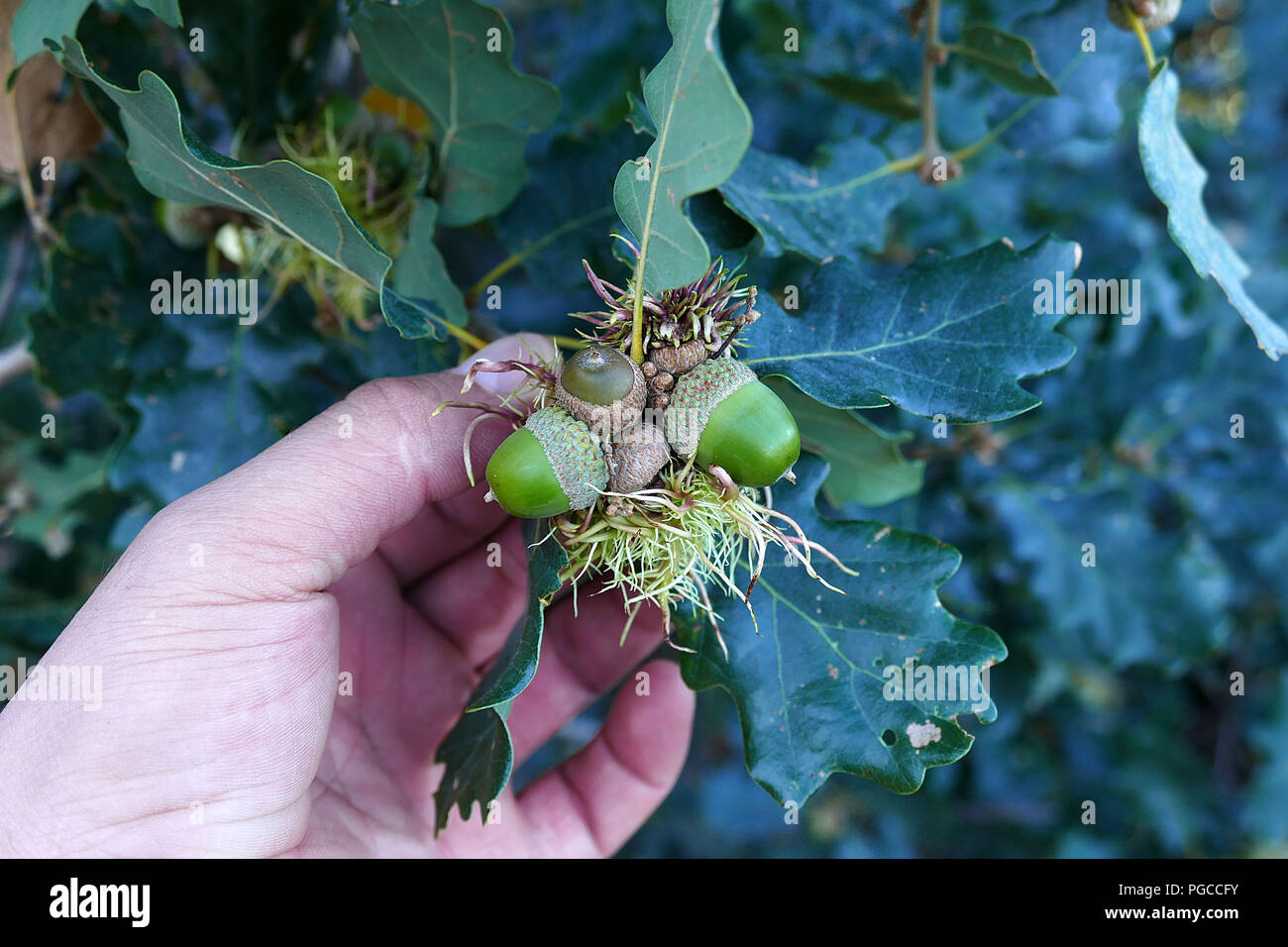 Oak Tree Fruit High Resolution Stock Photography And Images Alamy