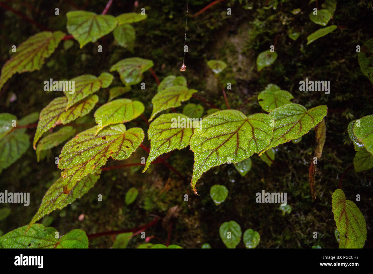 begonia forest in spring season Stock Photo