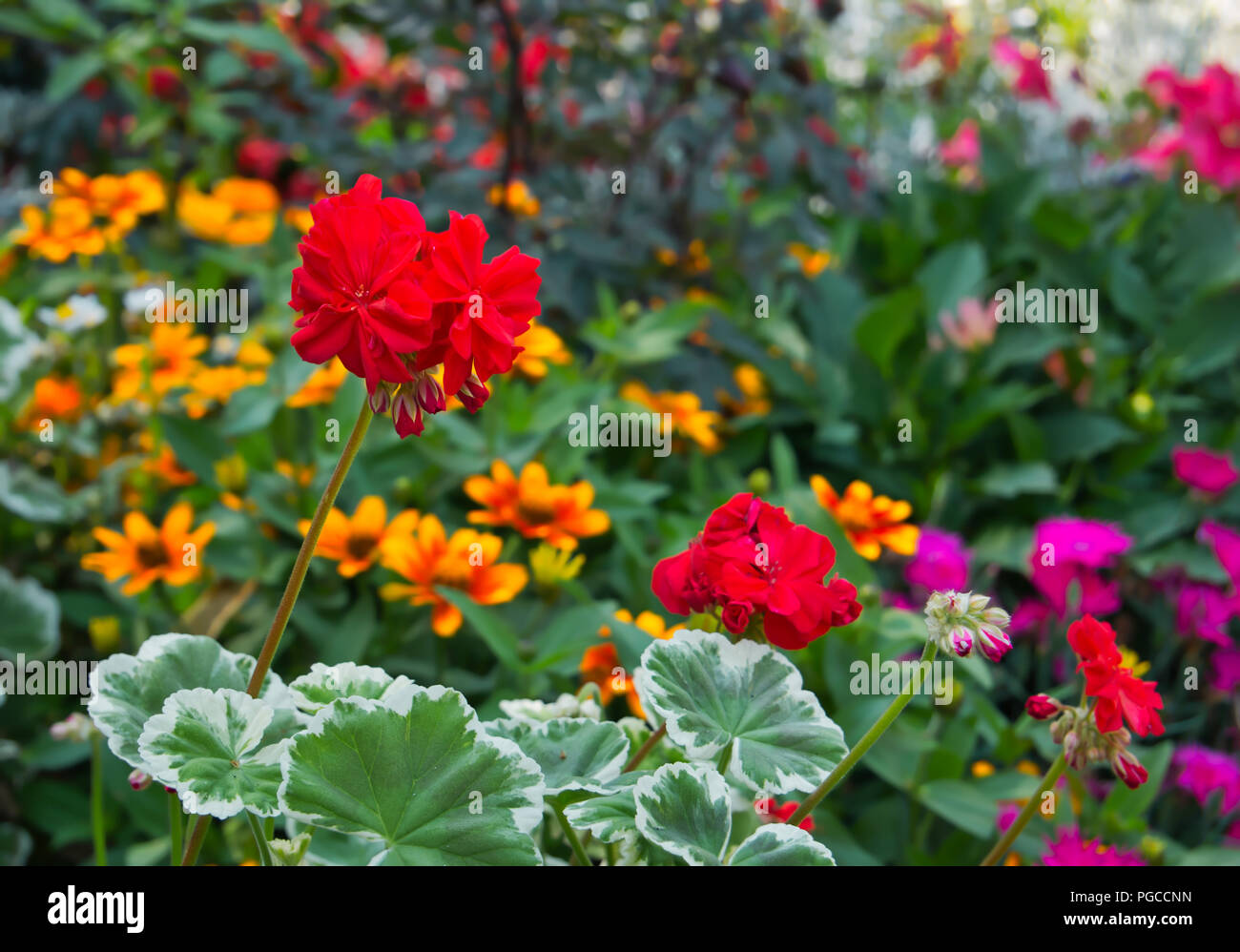 A red geranium and in the background various colorful flowers with bokeh Stock Photo