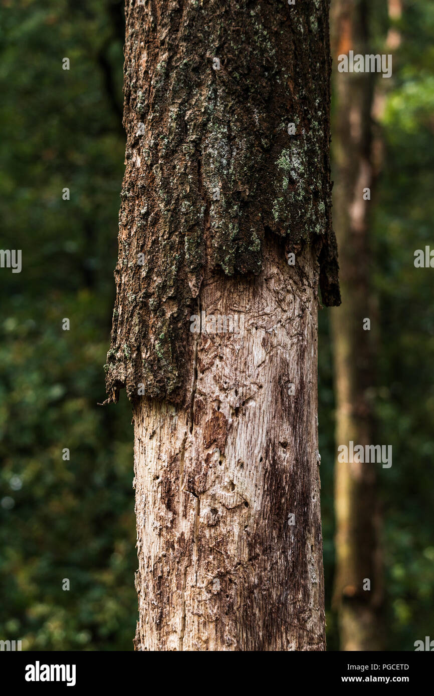 Ripped wood hires stock photography and images Alamy
