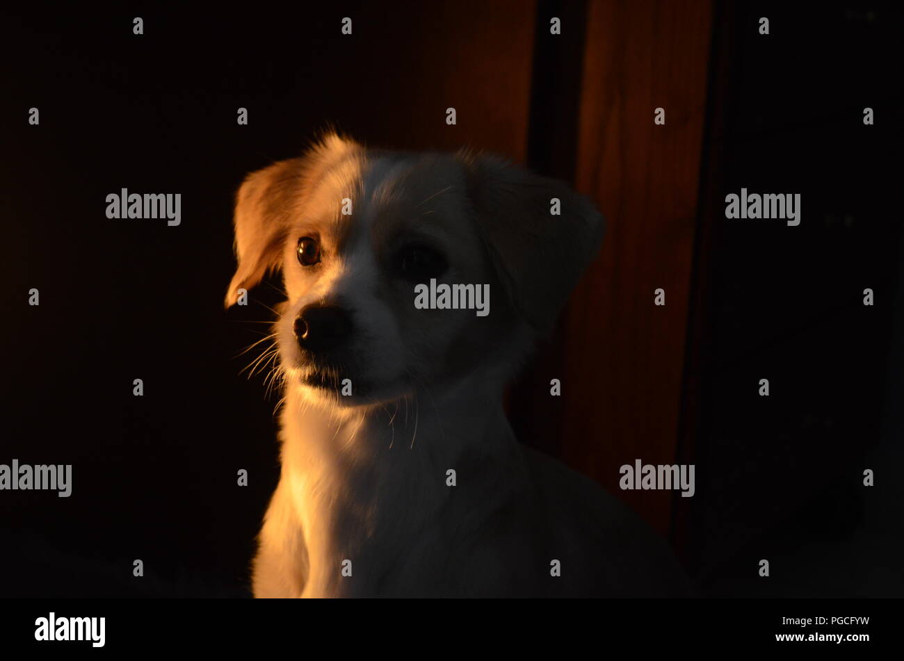 Happiness is a warm puppy stock photo alamy