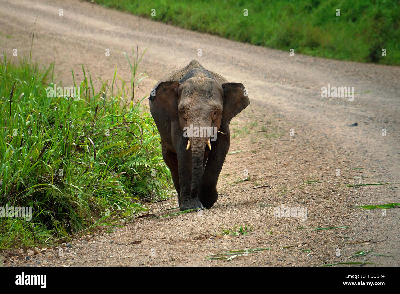 Borneo pygmy elephant Elephas maximus borneensis Stock Photo
