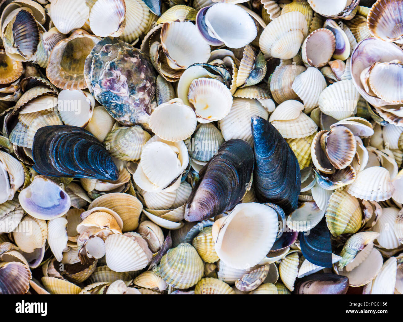The Seashell background and texture Stock Photo - Alamy