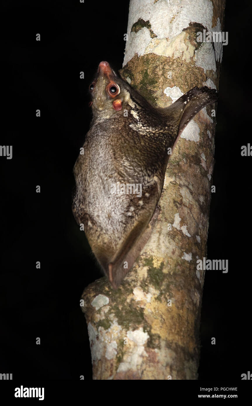 Colugo flying lemur hires stock photography and images Alamy