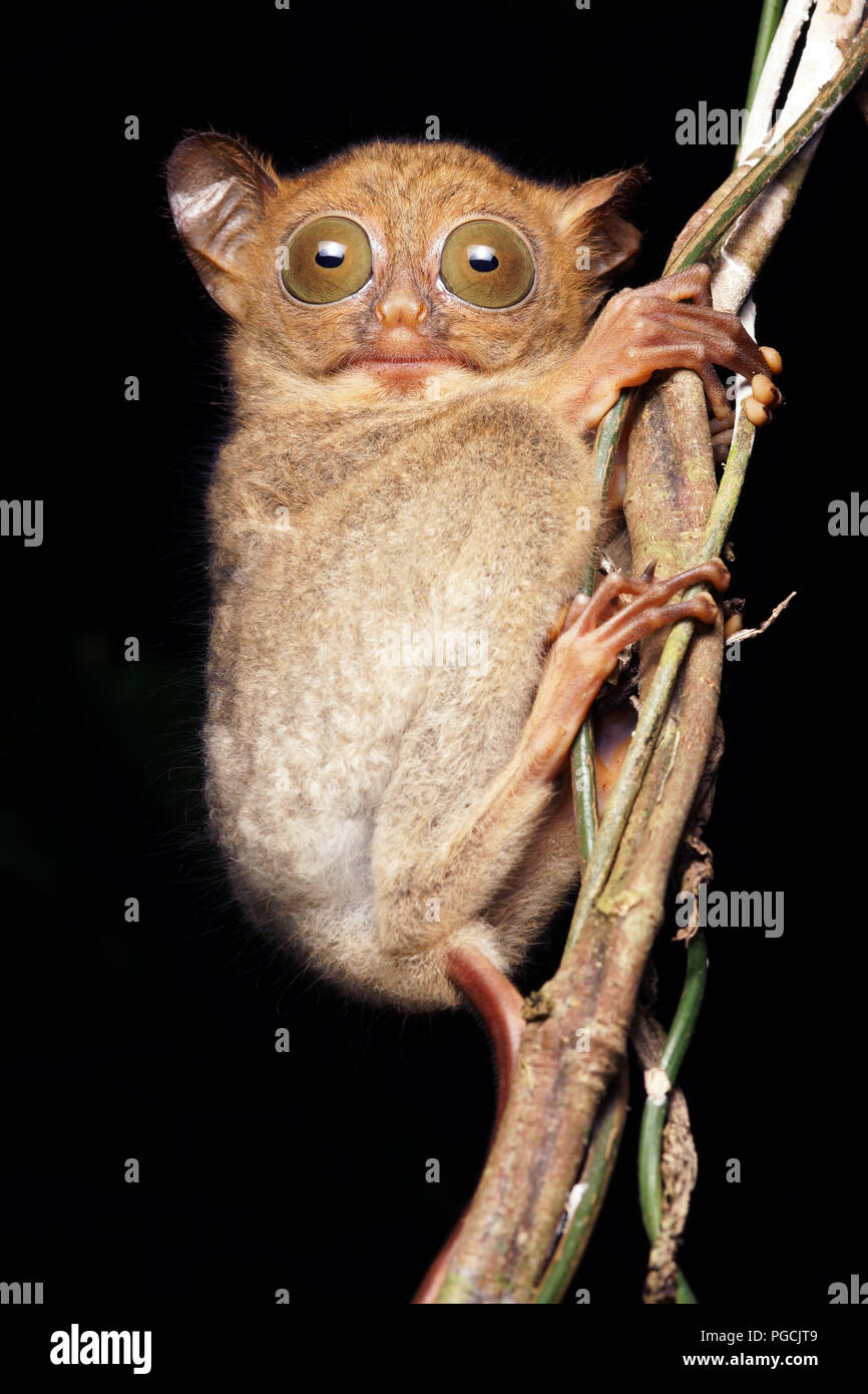 Horsfield's tarsier Cephalopachus bancanus western tarsier Stock Photo