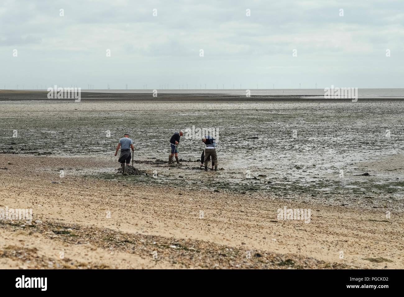 Men Digging for Bait in the Sand on Mersea Island, Essex. Stock Photo