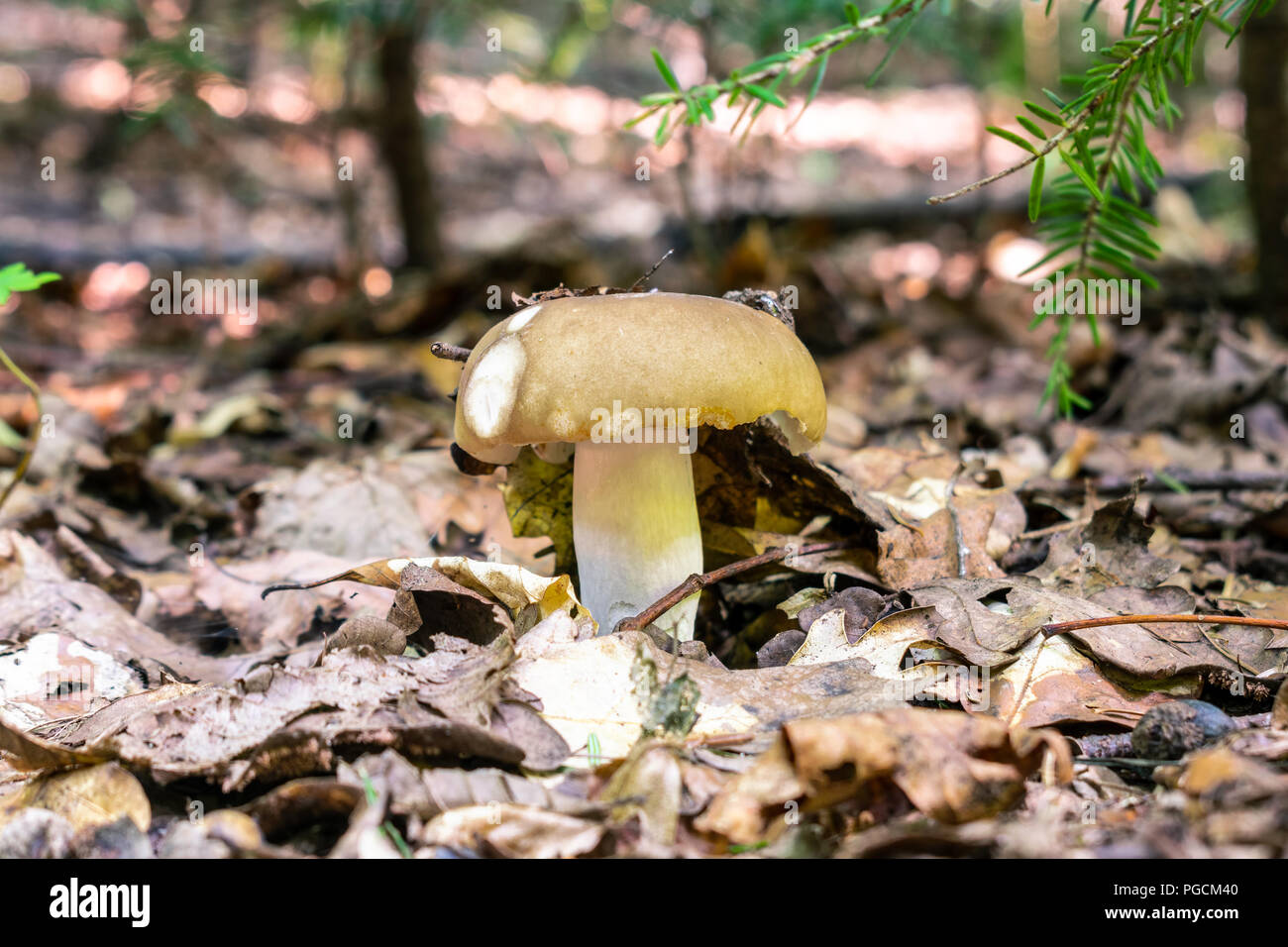 Mushroom in the forest - suitable as a natural autumn background Stock Photo