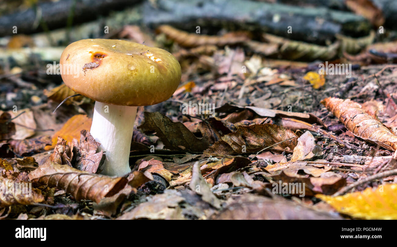 Mushroom in the forest - suitable as a natural autumn background Stock Photo