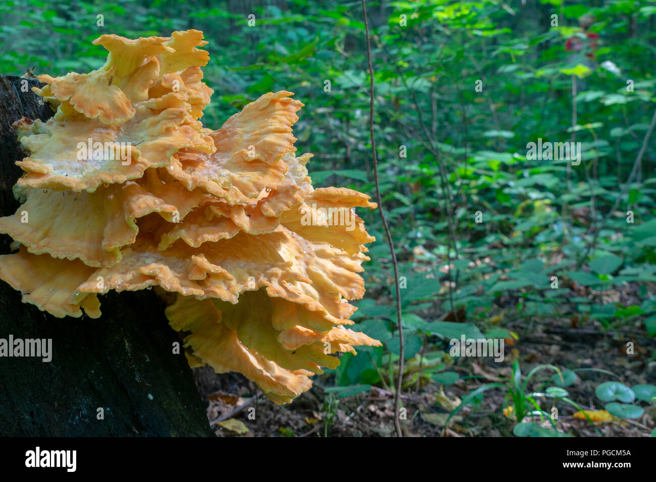 Stump mushrooms growing in the forest in autumn Stock Photo