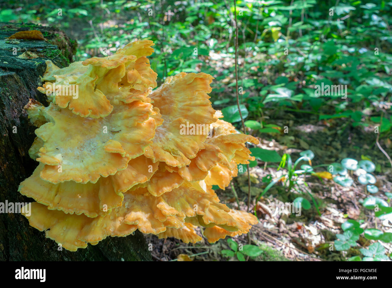 Stump mushrooms growing in the forest in autumn Stock Photo