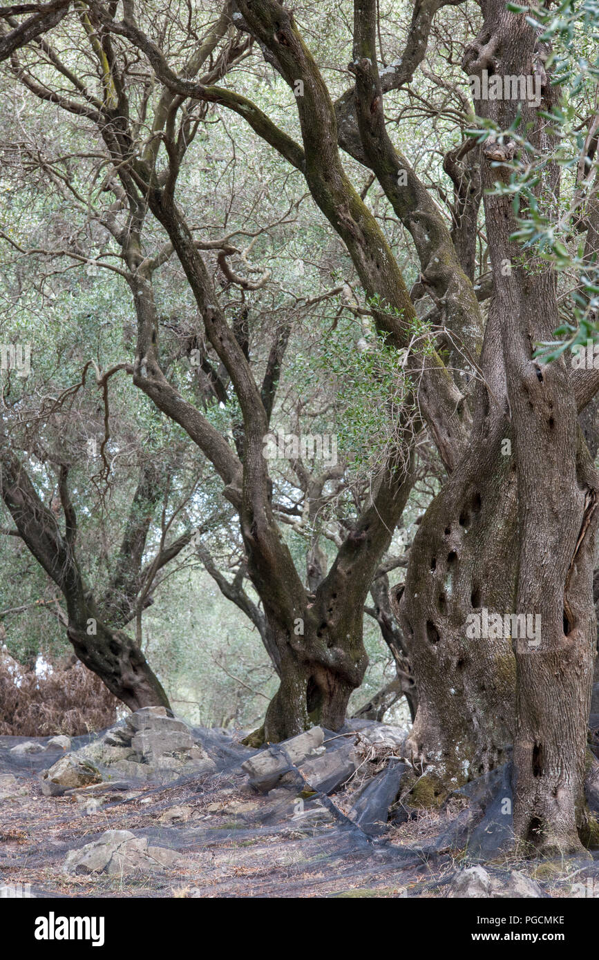 rows of ancient or old established olive trees on corfu in greece. Stock Photo
