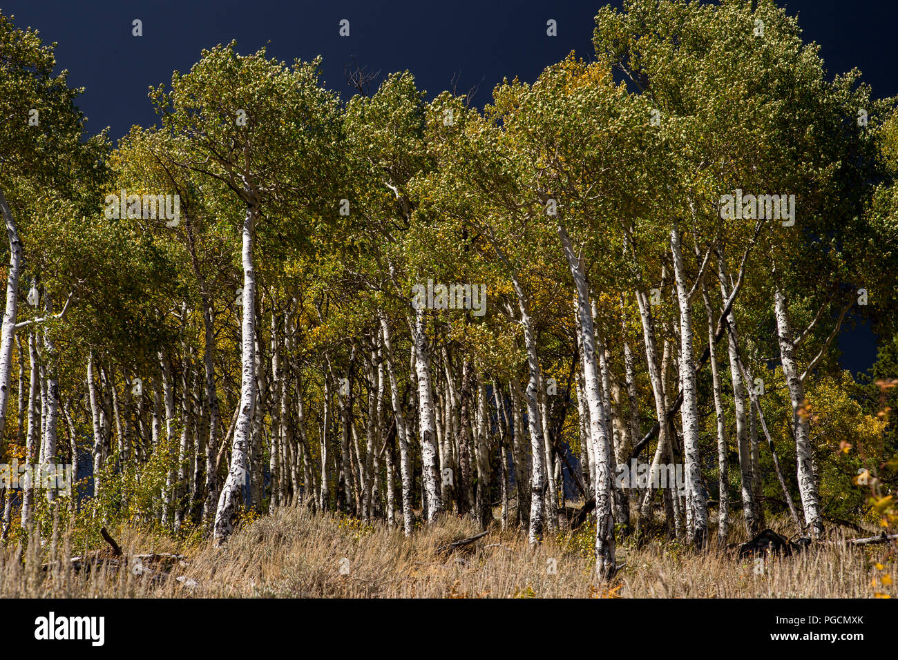 Aspen trees in fall colors at Bierstadt Lake in the Rocky Mountain National Park, Colorado, USA Stock Photo
