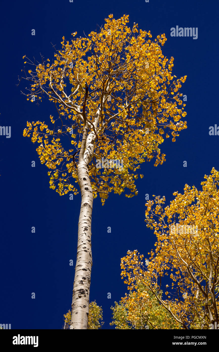 Aspen trees in fall colors at Bierstadt Lake in the Rocky Mountain National Park, Colorado, USA Stock Photo