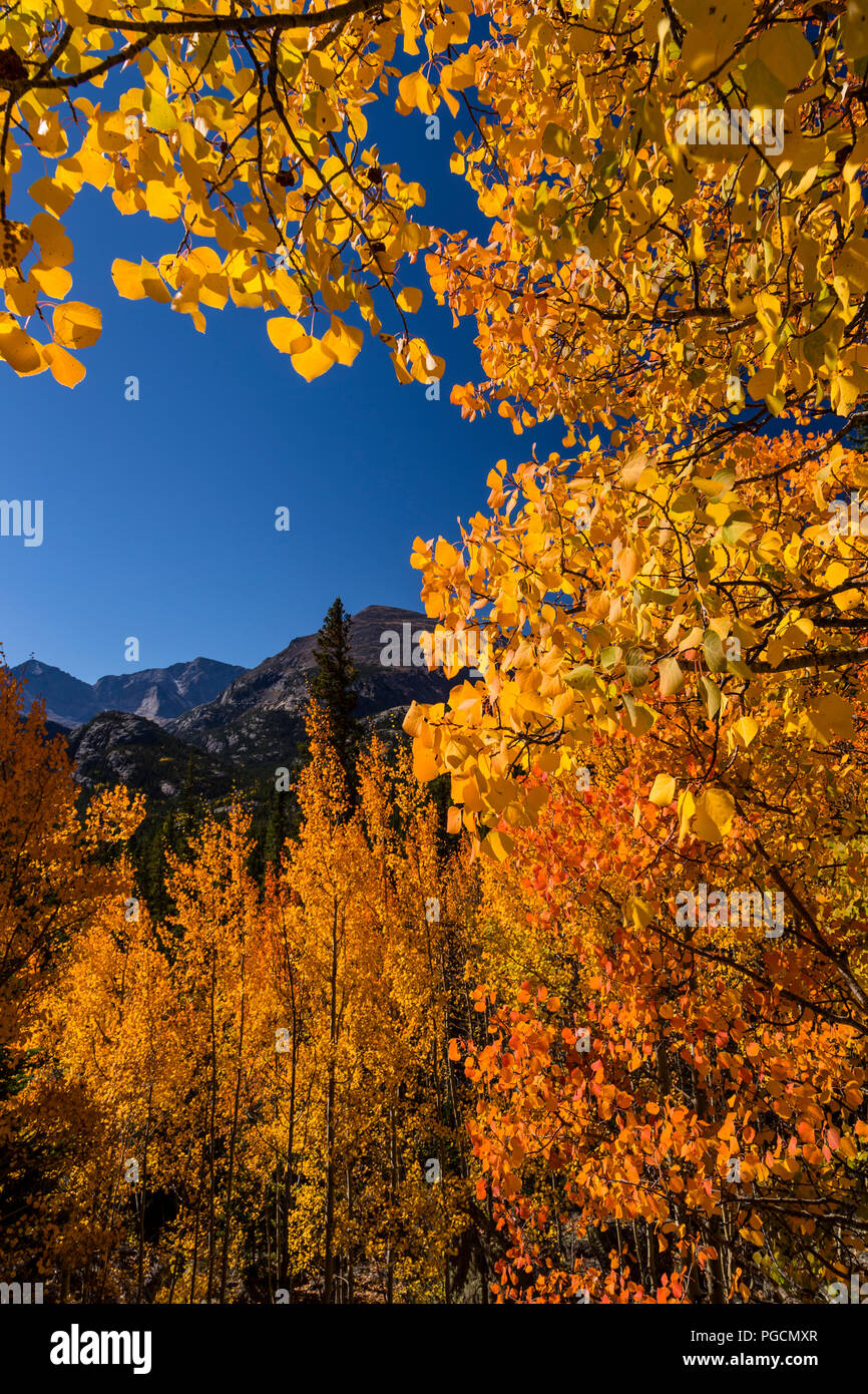 Aspen trees in fall colors at Bierstadt Lake in the Rocky Mountain National Park, Colorado, USA Stock Photo