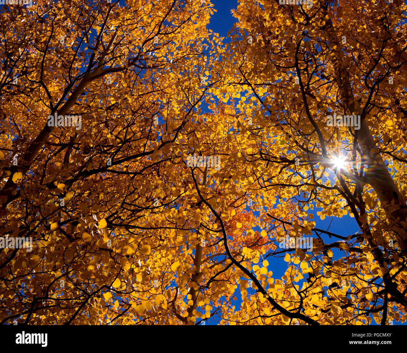 Aspen trees in fall colors at Bierstadt Lake in the Rocky Mountain National Park, Colorado, USA Stock Photo