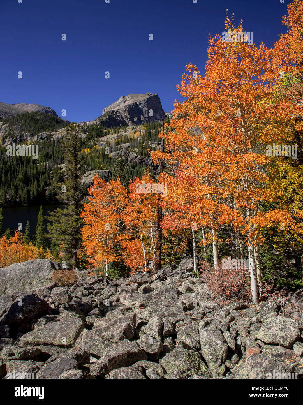Aspen trees in fall colors at Bierstadt Lake in the Rocky Mountain National Park, Colorado, USA Stock Photo