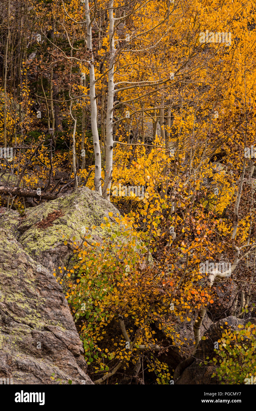 Aspen trees in fall colors at Bear Lake in the Rocky Mountain National Park, Colorado, USA Stock Photo