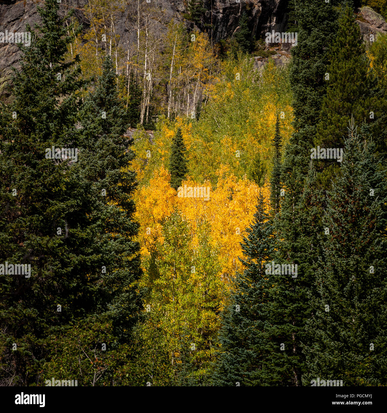 Aspen trees in fall colors at Bear Lake in the Rocky Mountain National Park, Colorado, USA Stock Photo